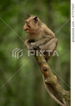 Baby long-tailed macaque opening mouth on branch Baby long-tailed macaque opening mouth on branch 47757007