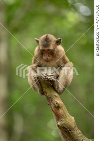Baby long-tailed macaque on stump looking down Baby long-tailed macaque on stump looking down 47757010