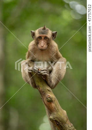 Baby long-tailed macaque on stump holding food Baby long-tailed macaque on stump holding food 47757012