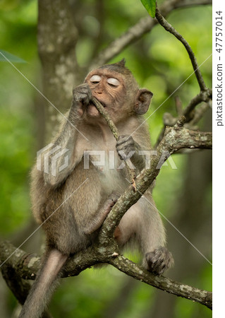 Baby long-tailed macaque on branch with twig 47757014