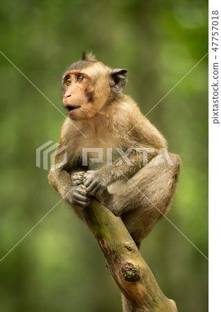 Baby long-tailed macaque on branch looking left 47757018