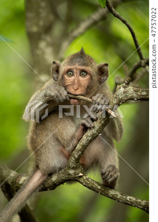 Baby long-tailed macaque on branch biting twig 47757022
