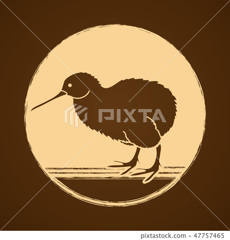 Kiwi bird graphic vector. 47757465