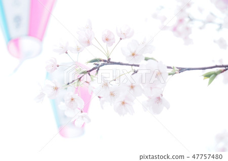 Spring Festival Spring Festival 47757480