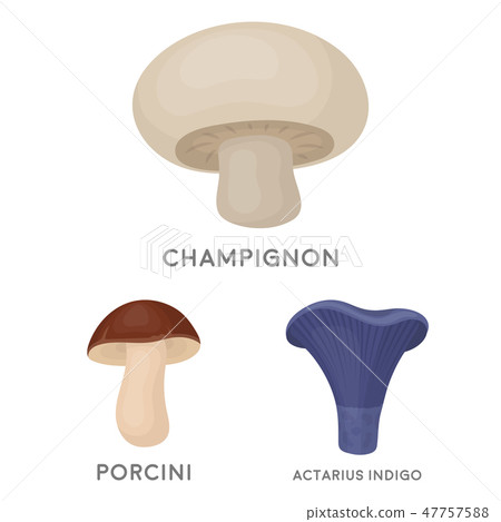 Poisonous and edible mushroom cartoon icons in set collection for design. Different types of 47757588
