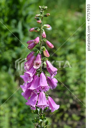 Foxglove Excelsior Hybrids 47757933