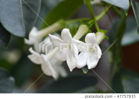 Madagascar jasmine Madagascar jasmine 47757935