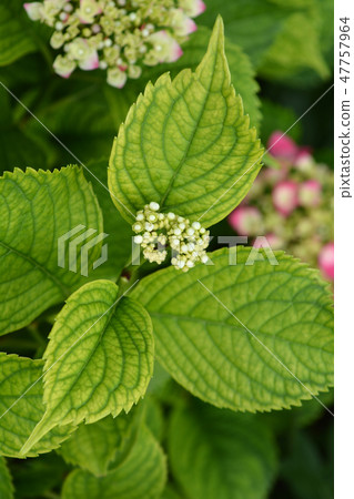 French hydrangea 47757964