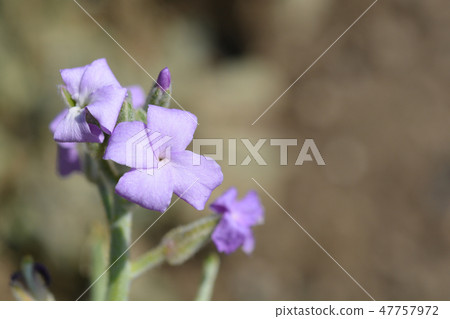 Hoary stock 47757972