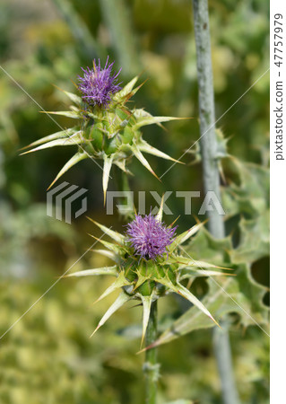 Milk thistle 47757979