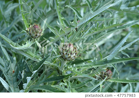 Artichoke thistle Artichoke thistle 47757983