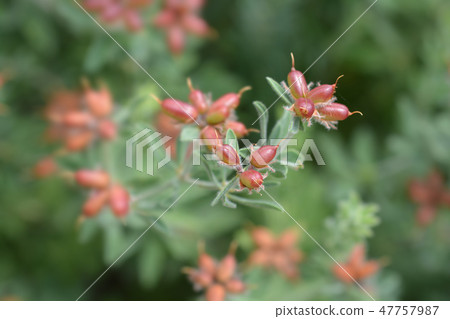 Hairy canary clover Hairy canary clover 47757987