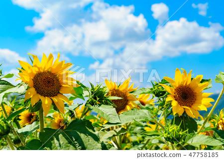 Flower story (sunflower of Takahara, Honokinari Plain) Flower story (sunflower of Takahara, Honokinari Plain) 47758185