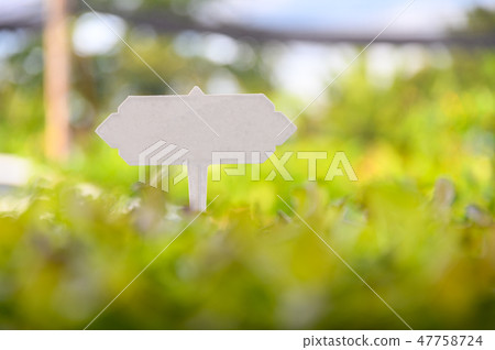 White label on seedling organic lettuce 47758724