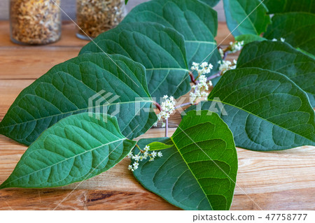 Blooming Japanese knotweed on a wooden table 47758777