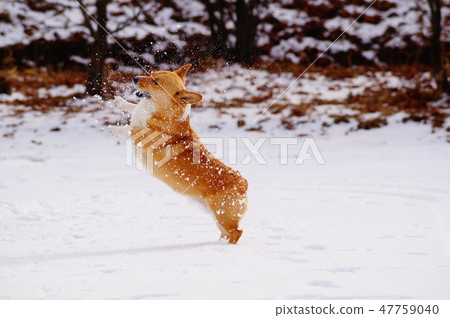 Snowball hit 47759040