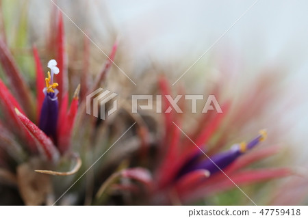 Small field flowers 47759418