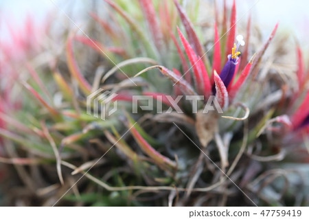 Small field flowers 47759419