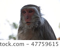 台灣獼猴 47759615