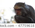 台灣獼猴 47759618