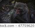 台灣獼猴 47759620