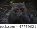 台灣獼猴 47759621