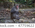 台灣獼猴 47759622