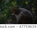 台灣獼猴 47759639