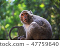 台灣獼猴 47759640