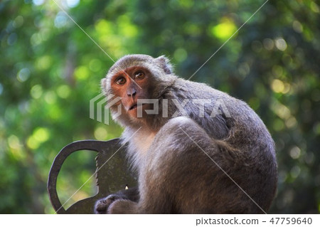 台灣獼猴 47759640
