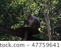 台灣獼猴 47759641