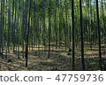 Wide bamboo forest 47759736