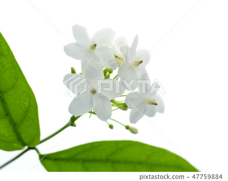 Water Jasmine flower. Water Jasmine flower. 47759884