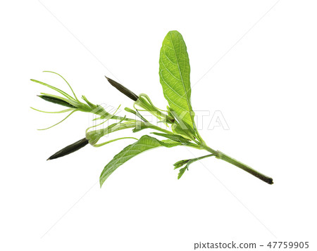 Waterkanon, Watrakanu or Minnieroot seeds Waterkanon, Watrakanu or Minnieroot seeds 47759905