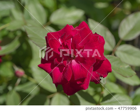 Red rose flower. Red rose flower. 47759906