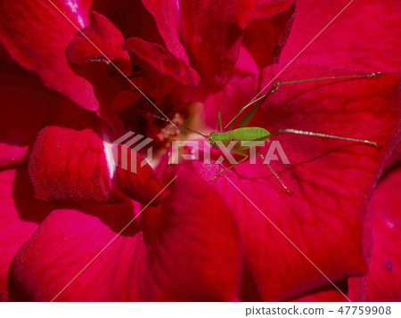The grasshopper on the rose The grasshopper on the rose 47759908