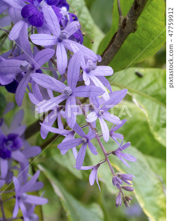 Purple Wreath Sandpaper Vine Flower Stock Photo 47759912 Pixta