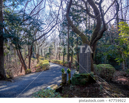 [Izu City, Shizuoka Prefecture] Winter scenery of Shuzenji Bairin [Promenade] 47759922