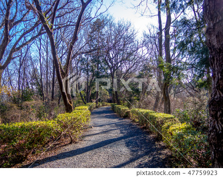 [Izu City, Shizuoka Prefecture] Winter scenery of Shuzenji Bairin [Promenade] 47759923