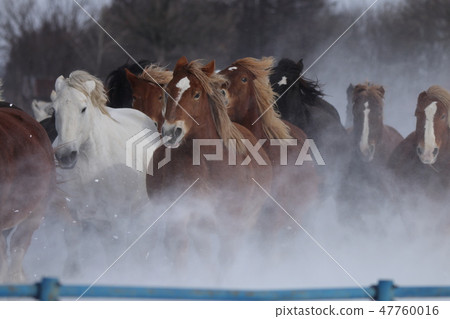 Horse chasing campaign (Tokachi ranch) 47760016