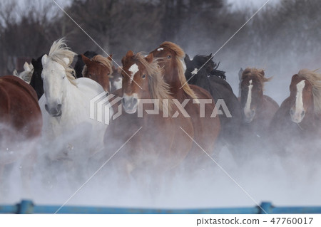 Horse chasing campaign (Tokachi ranch) 47760017
