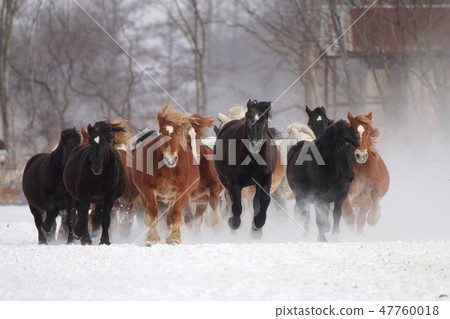 Horse chasing campaign (Tokachi ranch) 47760018