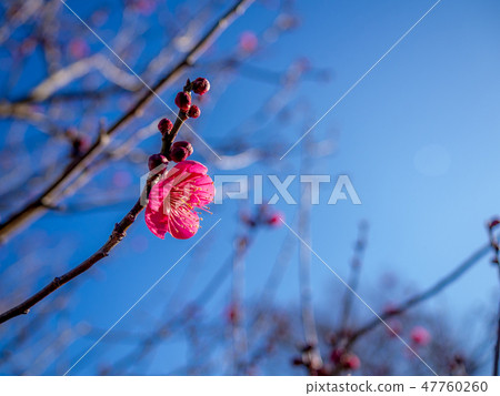 [靜岡縣伊豆市]紅梅花[Shuzen Bairin] 47760260