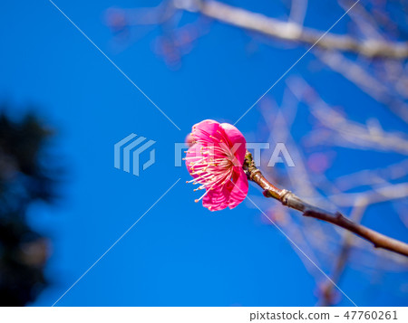 [Izu City, Shizuoka Prefecture] Red Plum Blossom [Shuzen Bairin] 47760261