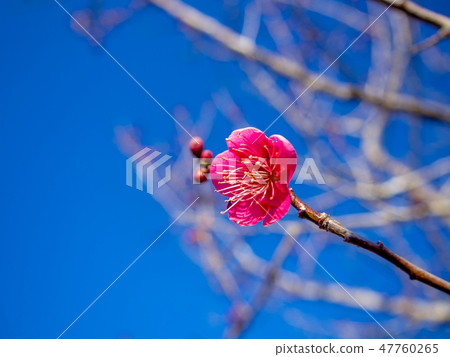[Izu City, Shizuoka Prefecture] Red Plum Blossom [Shuzen Bairin] 47760265