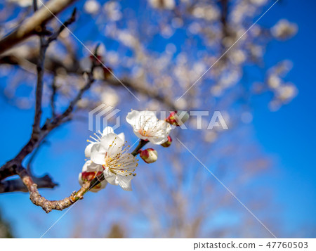 [Izu City, Shizuoka Prefecture] White plum blossoms [Shuzenji Bairin] 47760503