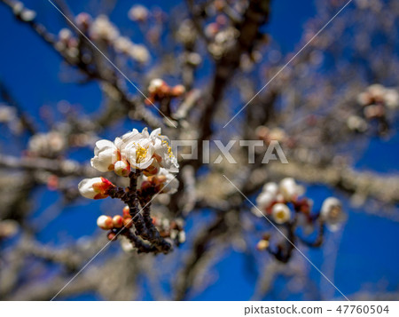 [Izu City, Shizuoka Prefecture] White plum blossoms [Shuzenji Bairin] 47760504
