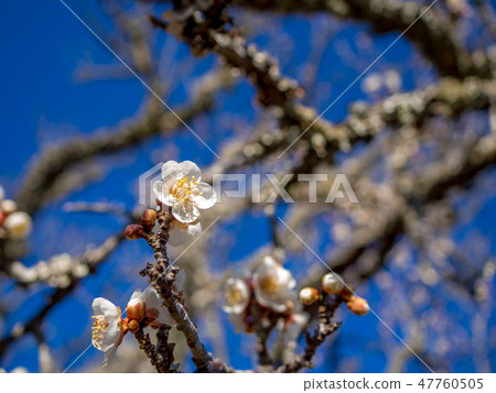 [Izu City, Shizuoka Prefecture] White plum blossoms [Shuzenji Bairin] 47760505