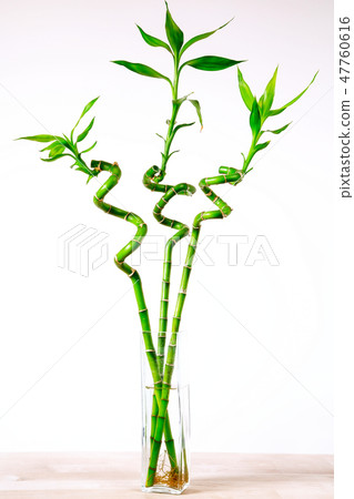 Ecology background with three bamboos in vase on the wooden table Ecology background with three bamboos in vase on the wooden table 47760616