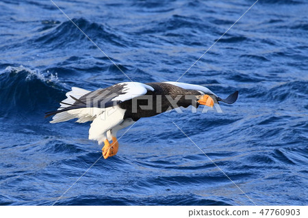 Steller's sea-eagle fly to Shiretoko Peninsula 47760903